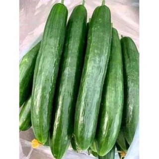 [Big Sale] DƯA CHUỘT NHẬT HẠT LÉP F1