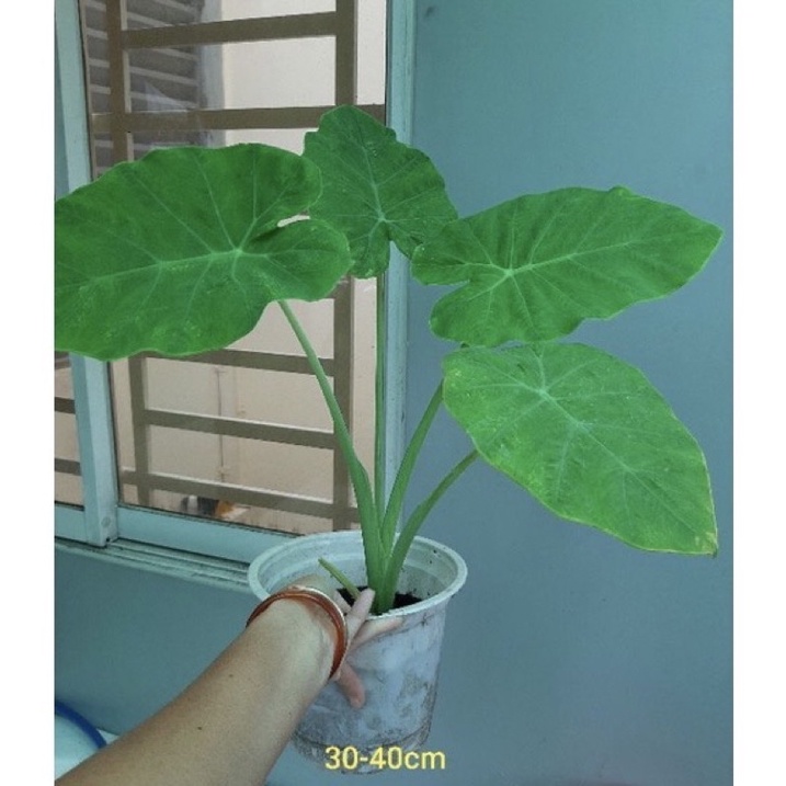Cây dọc mùng/ bạc hà nấu canh chua - dễ trồng phát triển nhanh