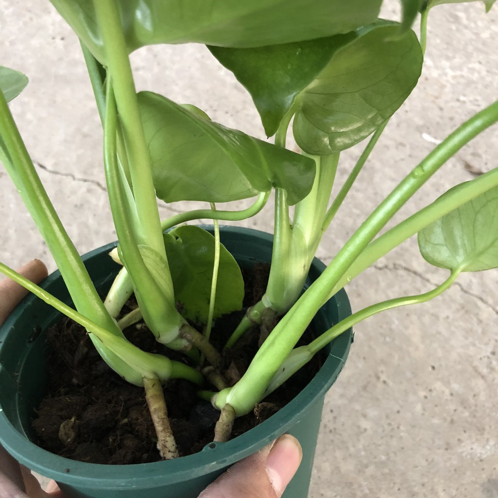 Cây trầu bà lá xẻ (trầu bà monstera) cỡ vừa, Chiều cao 35-40cm lá to đẹp bắt mắt dễ trồng thích hợp trang trí nội thất