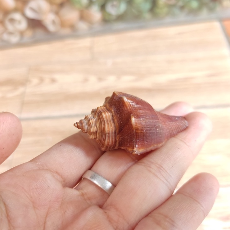 Vỏ ốc đùi gà trang trí màu sắc ngẫu nhiên