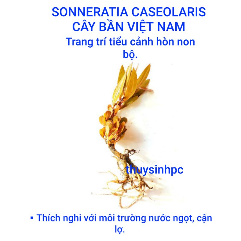 Sonneratia Caseolaris - Cây bần trang trí bể bán cạn, tiểu cảnh và hòn non bộ