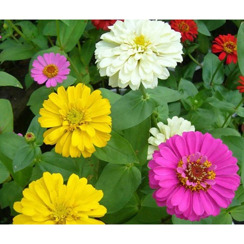 Hạt giống cúc lá nhám mix màu (tặng kèm phân bón và kích mầm)