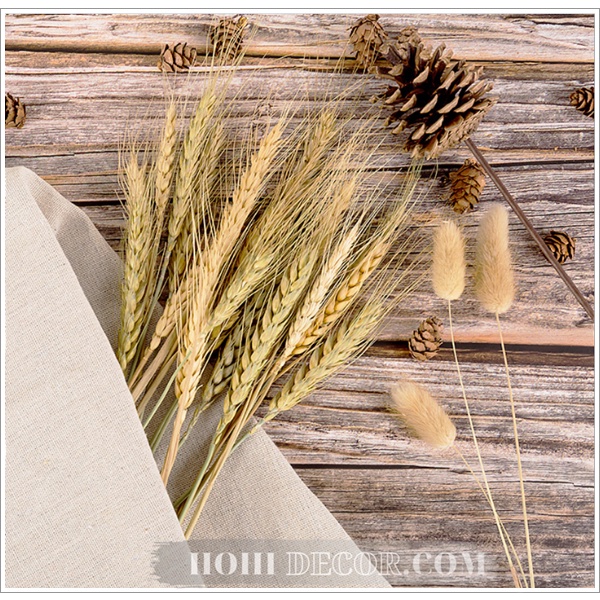 Bông Lúa Mạch / Bó Lúa Mỳ Trang Trí Nhà Cứa, Bàn Học, Chụp Ảnh Vintage - Shop Hohi Decor