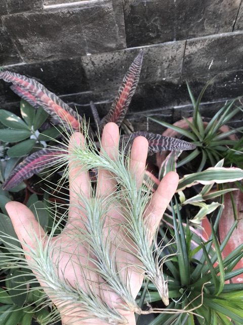 Cây không khí hồ ly size lớn-Tillandsia funckiana(15-20cm)