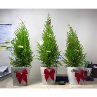 CHẬU CÂY TÙNG THƠM- CÂY VƯỢNG PHONG THỦY, THANH LỌC KHÔNG KHÍ