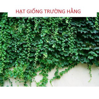 Hạt Giống Dây Thường Xuân (5-10 Hạt) - DÂY LEO XANH QUANH NĂM