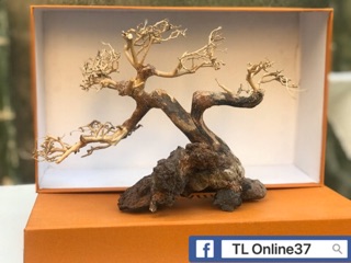 Bonsai bể cá để bàn D28xC19 mini