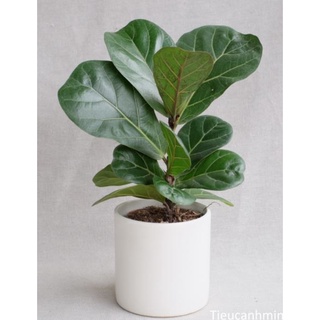 Chậu men sứ hình trụ 15*12cm-trắng, đen