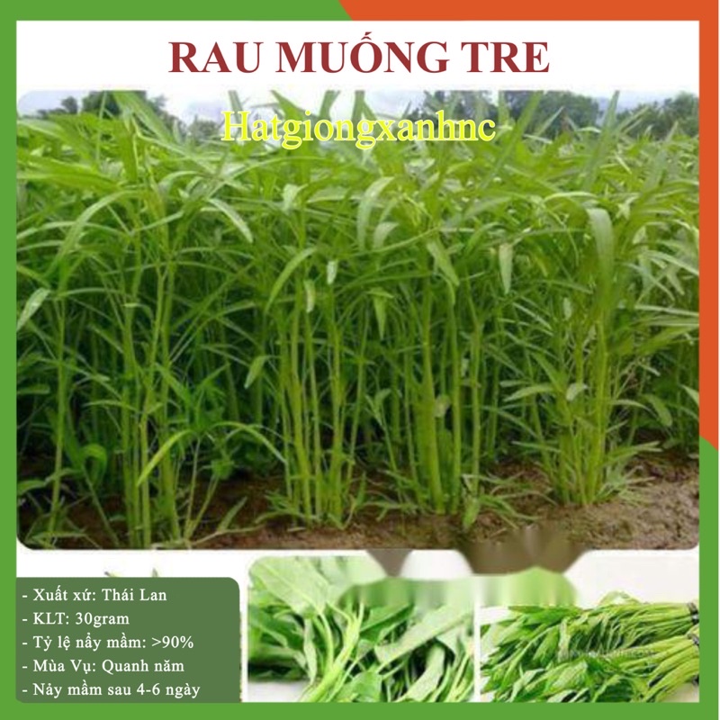 Hạt Giống Rau Muống Lá Tre, giống F1, gói 50g, Rau củ quả trồng sân thượng, tại vườn, ban công.