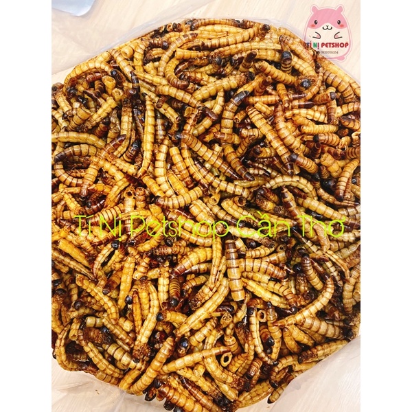 Sâu super worm cho hamster-nhím kiểng