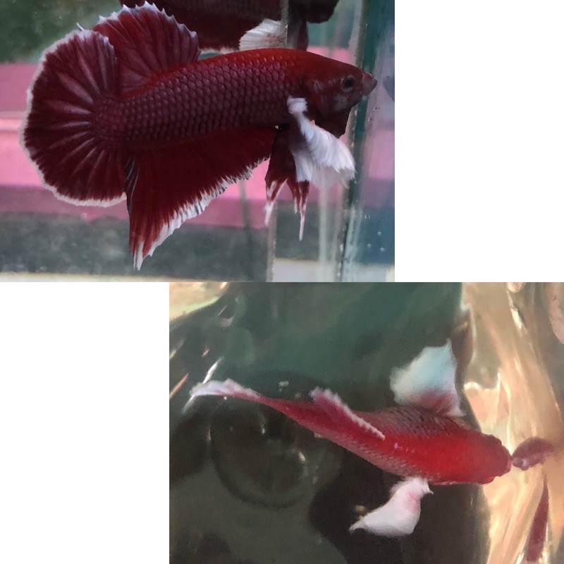 BETTA DUMBO LAVENDER 1 CẶP TRỐNG & MÁI