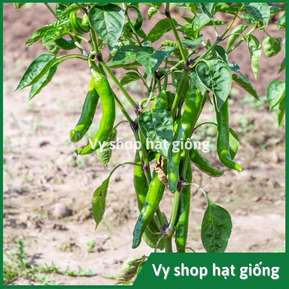 Hạt giống ớt chỉ địa siêu cay Thái Lan gói 200 hạt
