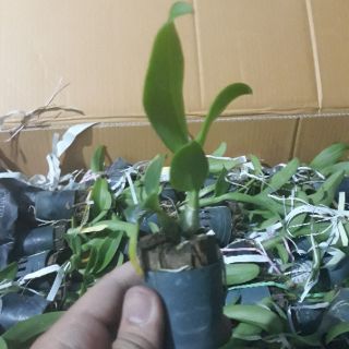 Denro nhiều màu size giống