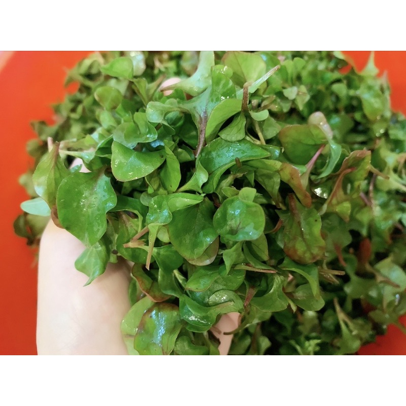 Chỉ giao hoả tốc - 150gr rau xà lách xoong Nhật