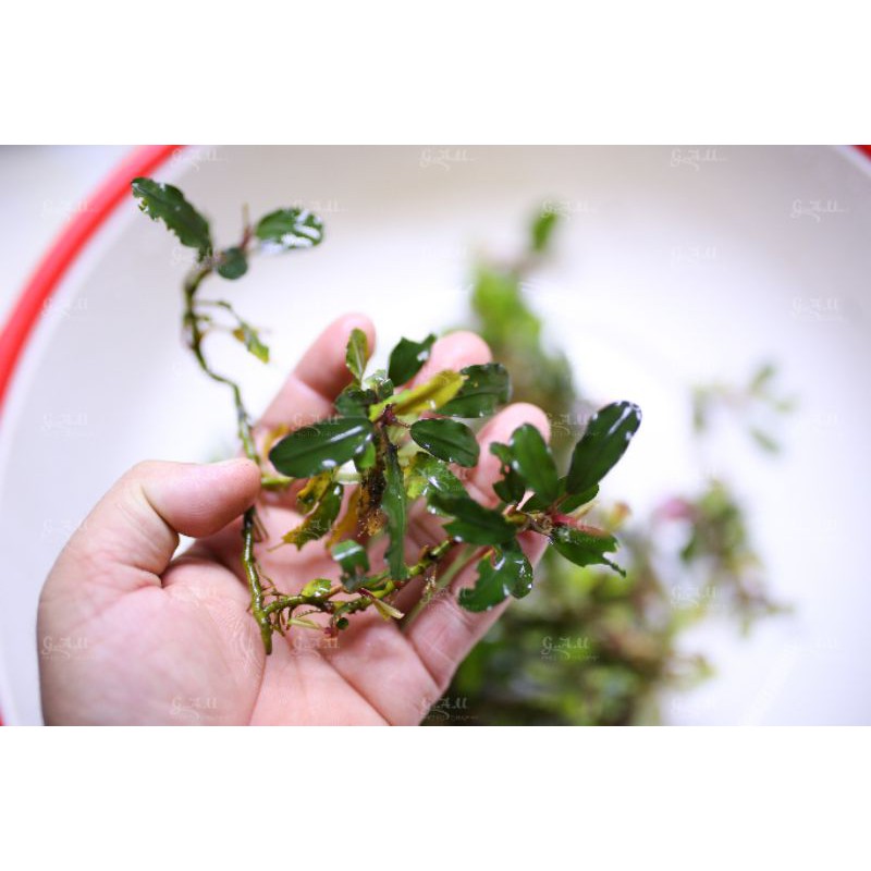 Bucep mix hàng cạn  - hàng về 29.5.2021