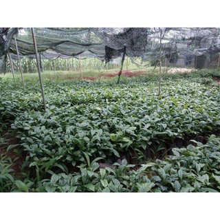 CÂY GIỐNG CÀ PHÊ TRS1 THỰC SINH
