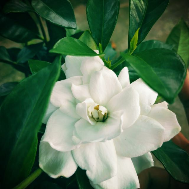 Lài tiểu thơ (hương thơm)