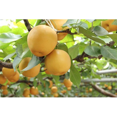 Cây giống lê vàng - lê xanh - lê nâu tứ quý