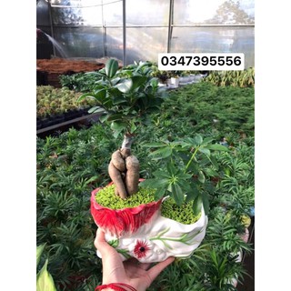 Chậu sứ đôi trồng cây