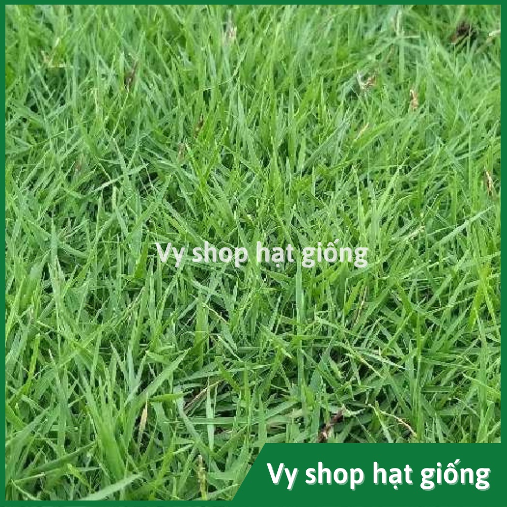 Hạt giống cỏ nhung gói 300 hạt trồng thảm sân vườn, công viên, bãi đỗ xe