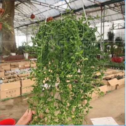 Cây lan hạt dưa trồng chậu treo dài 35cm, chậu cây trang trí treo ban công, nội thất và sân vườn