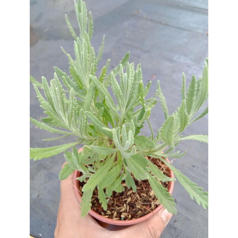 YÊU NHAU TẶNG GÌ  OẢI HƯƠNG LAVENDER THUẦN KHÍ HẬU SIZE 10cm đáng eo