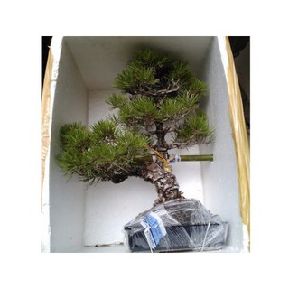Phân bón kích ra hoa VTL17 , chuyên dụng cho hoa lan, hoa hồng, chống rụng lá cánh hoa - Hủ 10ml