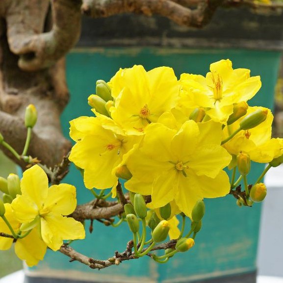 Hạt giống hoa mai vàng 25 hạt