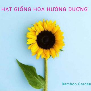 Hạt giống hoa Hướng dương vàng cao, siêu bông 100 hạt - Bamboo Garden
