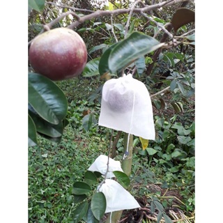 Phân bón Siêu Bo - Dưỡng trái, chống rụng hoa, trái non (gói: 15gr)