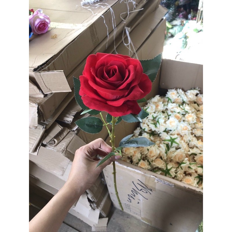 hoa 1 bông hồng nhung