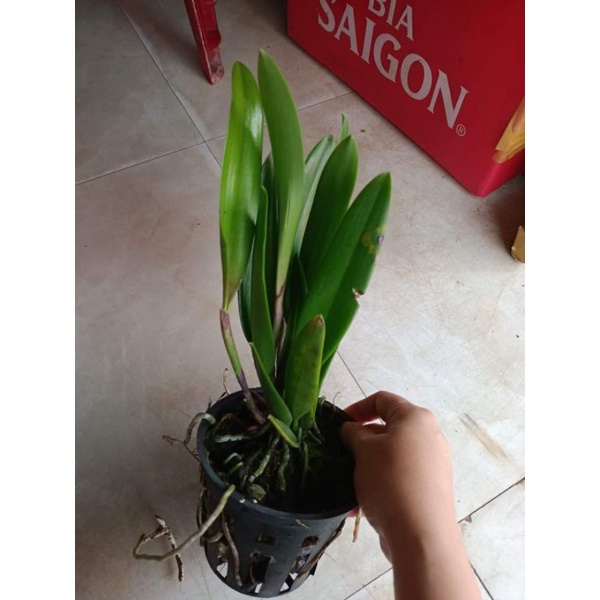 Lan Brass Báo đốm trưởng thành sắp hoa