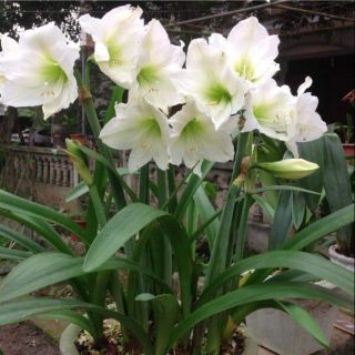 Hoa lan huệ tuyết thanh bao đẹp 5 củ đẹp