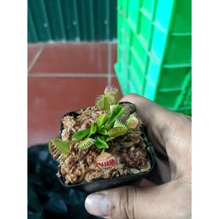 Cây cảnh cây bẫy kẹp trichter faler