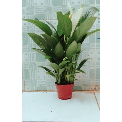 Hoa Lan Ý Hàng Đẹp