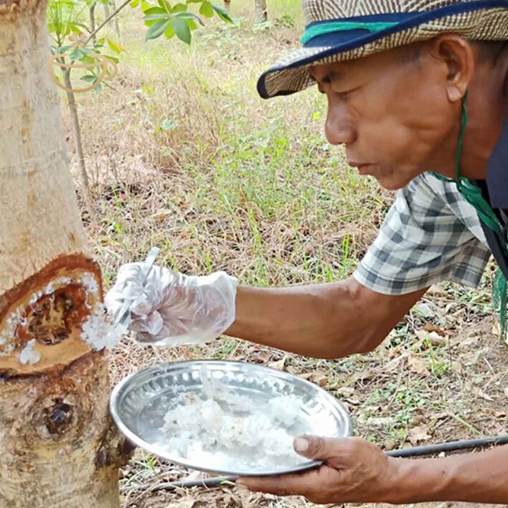 TUYẾT YẾN VÂN NAM THƯỢNG HẠNG 100g - DƯỠNG NHAN GIỮ ẨM THANH NHIỆT GIẢM STRESS - Thảo Mộc- Trà Thảo Mộc Daystea