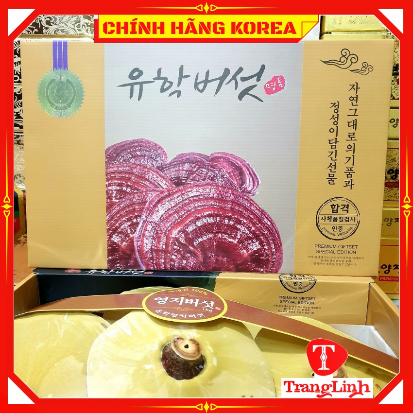 Nấm linh chi hàn quốc hộp quà thượng hạng - Nấm vàng chanh 1kg - tranglinhkorea