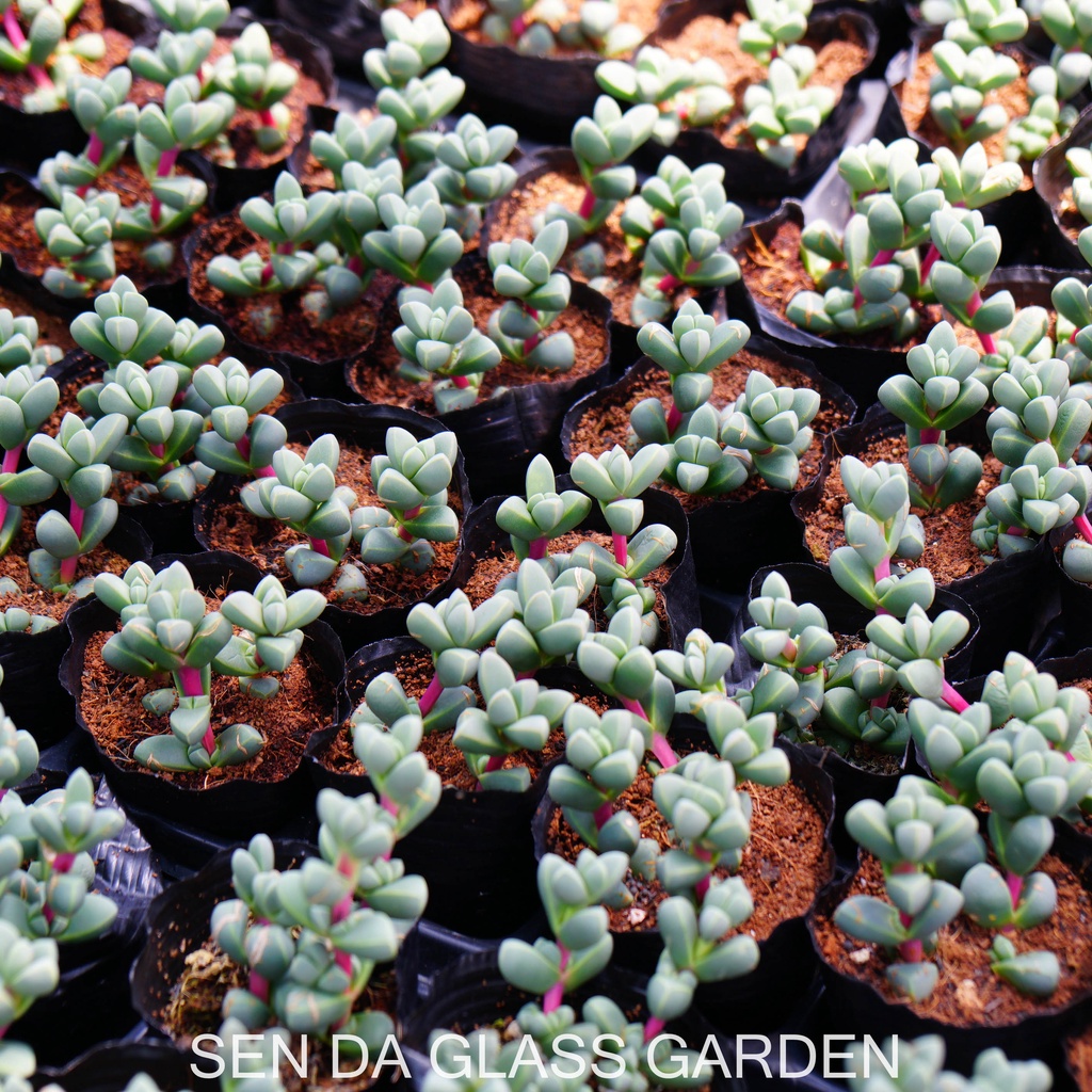Sen đá lá tim bầu nhỏ 7cm GLASS GARDEN, sen đá đà lạt, Khỏe, dễ trồng.