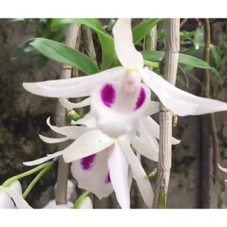 Phi điệp 5ct pt hàng năm một