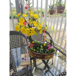 20 HOA MAI ĐẤT SÉT NHẬT ( ĐK ~4CM)