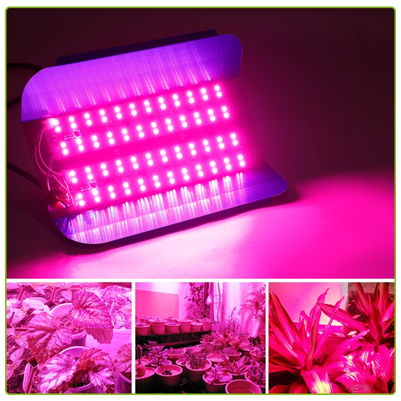 Đèn LED trồng cây 50W 100W IP65 chuyên dụng