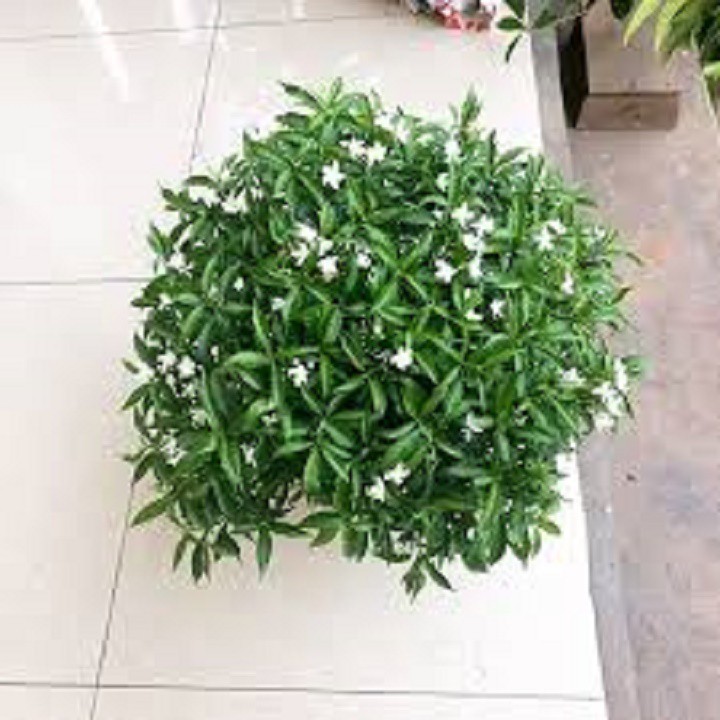 bầu cây giống mai chiếu thủy