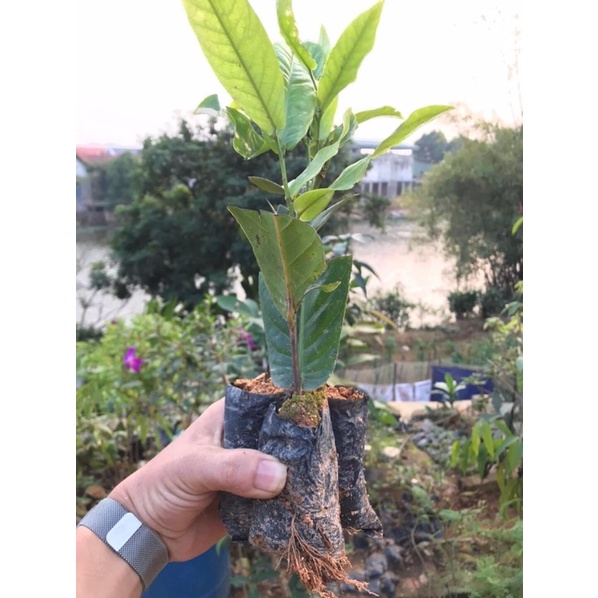 Cây giống hoa Hải đường