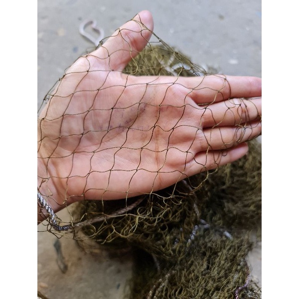 Lưới dù thái úp chim sẻ, chim ri.