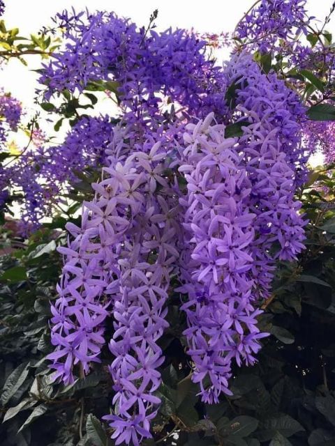 Mai xanh Thái siêu hoa