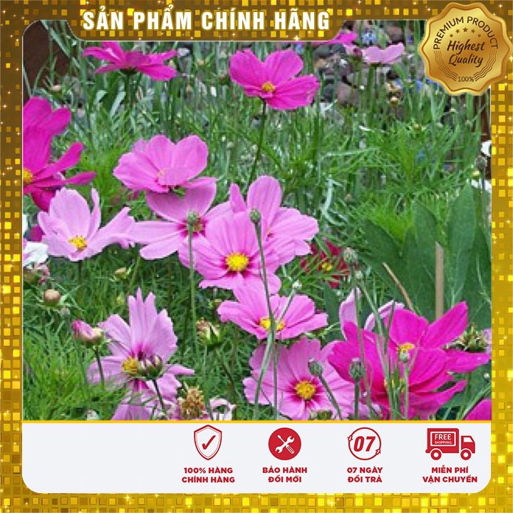 Hạt Giống Hoa Cánh Bướm_sao nháy mix 100 Hạt