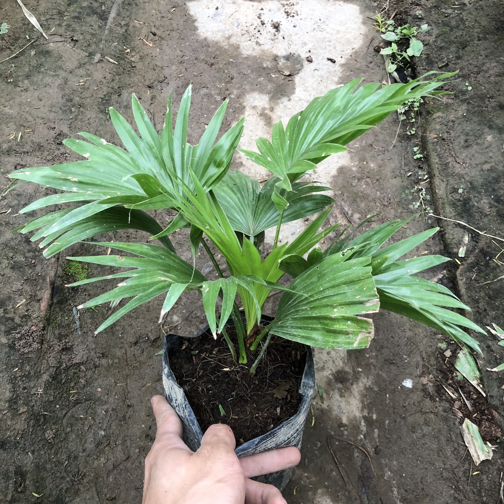 Cây cọ cảnh, Cao 20cm lá to xoè tròn đẹp mắt mang phong thủy tốt dễ dàng chăm sóc thích hợp trang trí cảnh quan sân vườn
