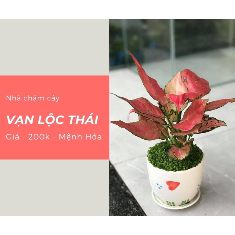 Cây vạn lộc - Thái
