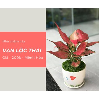 Cây vạn lộc - Thái