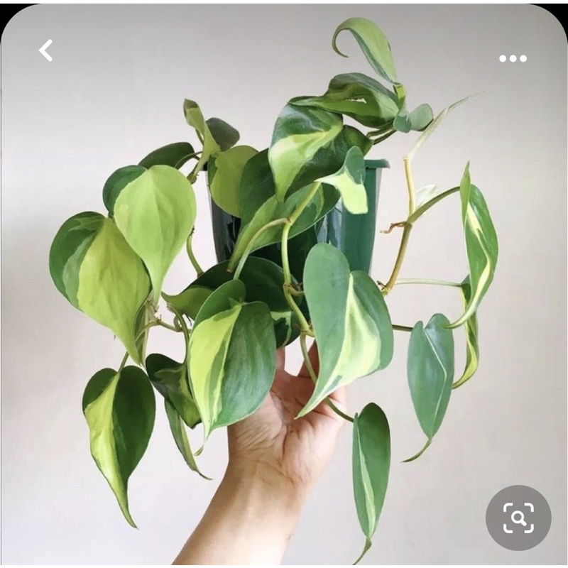Trầu bà tim var/ Brazil Philodendron